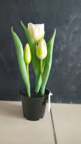TULIPAN TULIPANY GUMOWANE JAK ŻYWE w doniczce żółte, białe