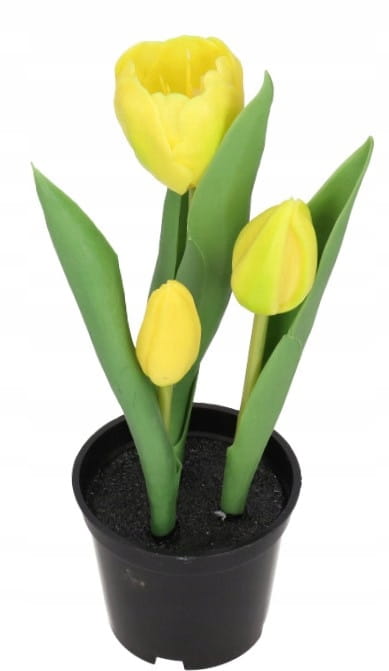TULIPAN TULIPANY GUMOWANE JAK ŻYWE w doniczce żółte, białe
