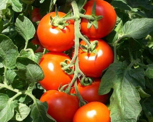 Nawóz wieloskładnikowy do pomidorów i papryki Bros granulat 1 kg 1 l